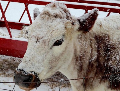 10 Overlooked Ways To Keep Livestock Warm During Winter