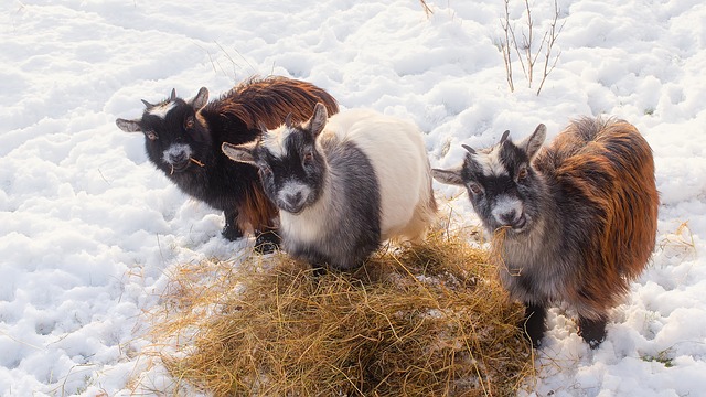 10 Overlooked Ways To Keep Livestock Warm During Winter