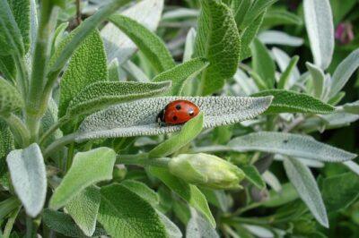 7 Heal-Anything Medicinal Plants You Can Grow Indoors