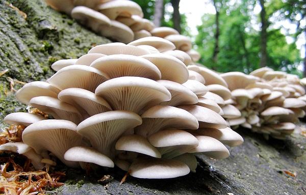 3 Edible Mushrooms That Defy Nature & Grow During Winter