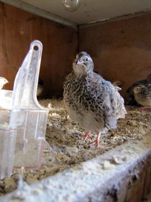 The Easier-Than-Chicken, Egg-Laying Bird You Can Raise Indoors