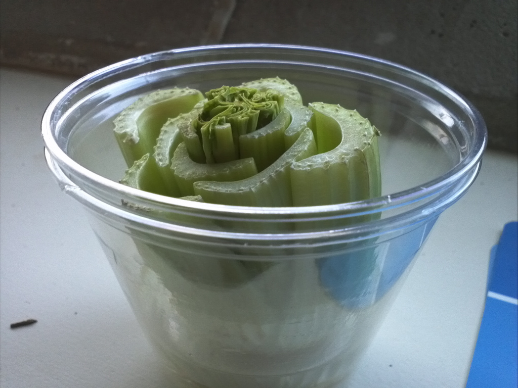 Magic Food: 7 Vegetables You Can Regrow From Kitchen Scraps