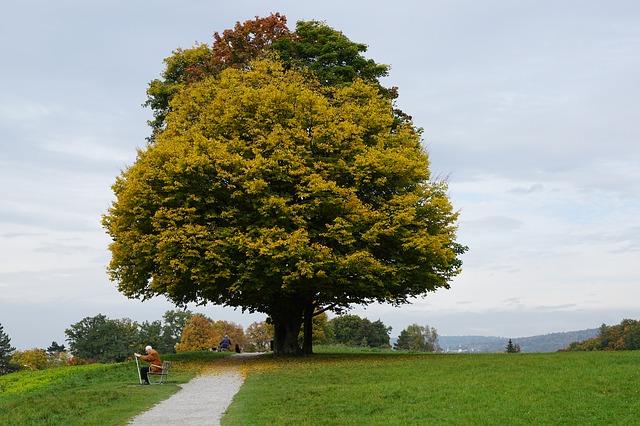 Maple Trees: Which Types Are Best For Firewood, Syrup, Shade & Foliage?