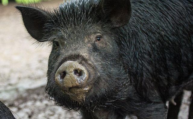 3 Reasons Heritage Hogs Are Just Plain Better Than Commercial Hogs