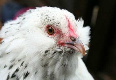 Should You Clip Your Chickens’ Wings? (The Answer May Surprise You) 