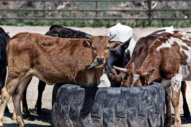 Dirt-Cheap, Non-GMO Livestock Feed? Yes!