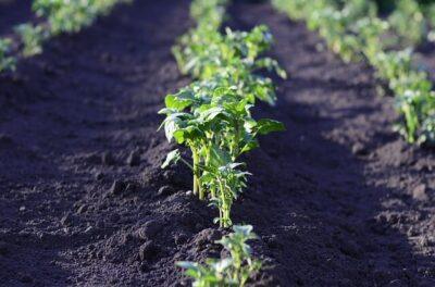 The Simple, 7-Ingredient Compost Tea That Will Revolutionize Your Garden