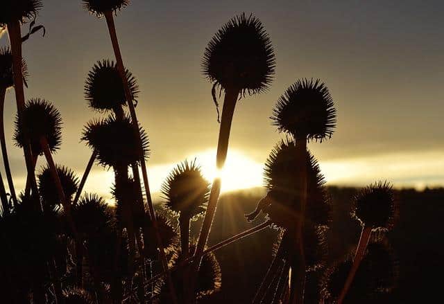 The 5 Best Medicinal Plants You Can Grow In Your Backyard