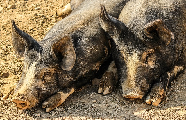 Hog Apocalypse: This State Hopes To Kill 2.5 Million Wild Pigs With Poison