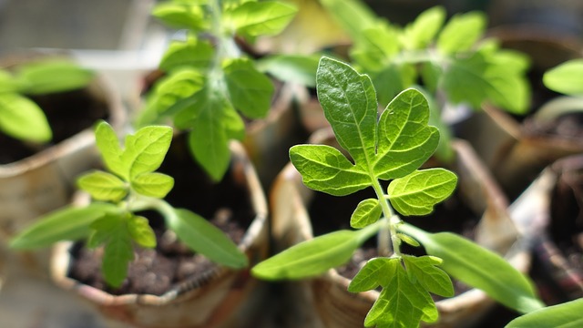 15 Slow-Growing Seeds Smart Gardeners Start In March