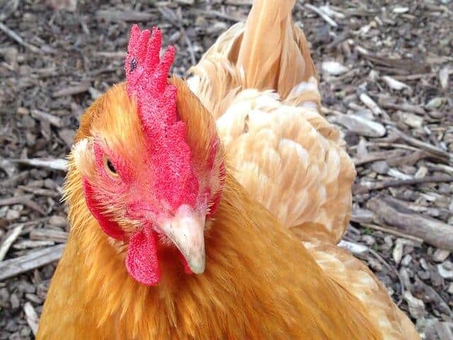 Should You Clip Your Chickens’ Wings? (The Answer May Surprise You)