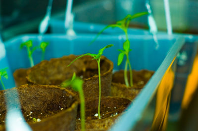 5 Questions You Better Ask Before Buying Garden Seeds