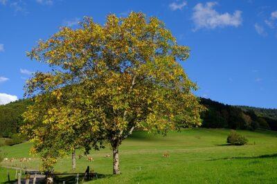 Can Non-Maple Trees Be Tapped For Syrup? Yes!