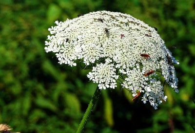 The 5 Best Medicinal Plants You Can Grow In Your Backyard