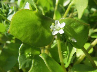 The Cholesterol-Lowering ‘Weed’ Hidden In Your Yard