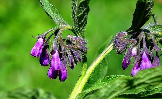 Comfrey: The Livestock Feeder, Soil Builder & Plant Disease Stopper