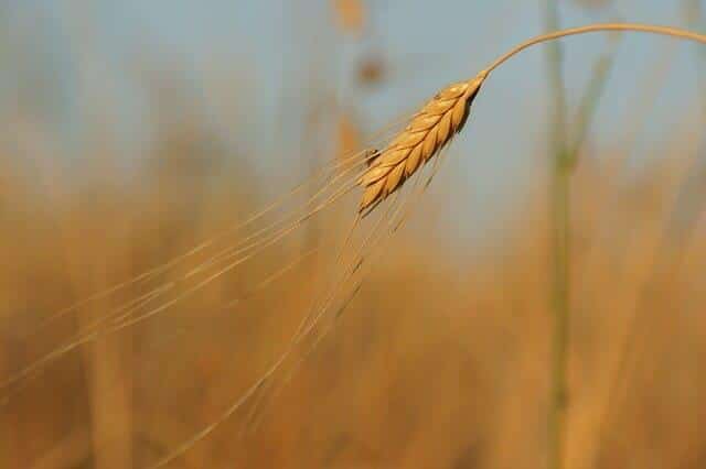 Your Ancestors Didn't Eat The Same Type Of Wheat (And They Were Healthier)