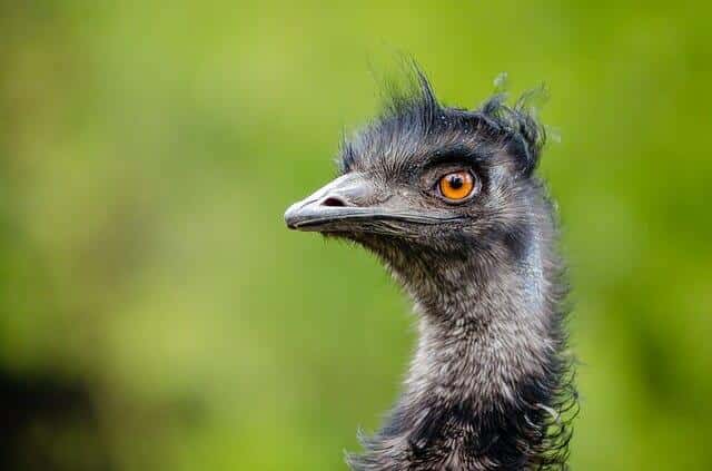 The Homestead Meat Bird That Sells For $20 Per Pound