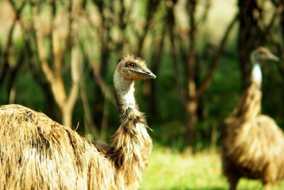 The Homestead Meat Bird That Sells For $20 Per Pound