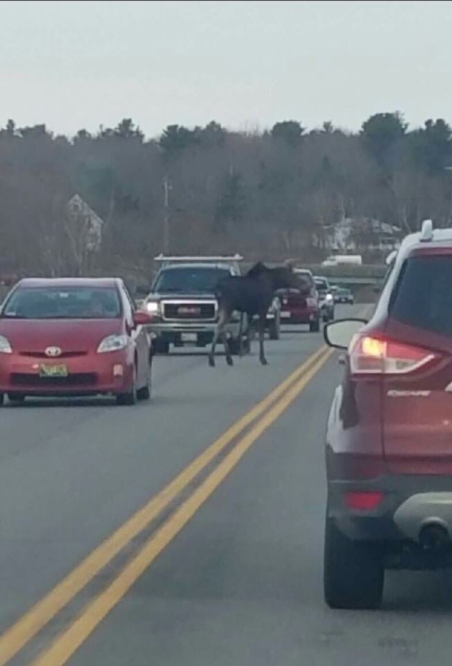 A Moose Was On The Loose In An Unlikely Area …