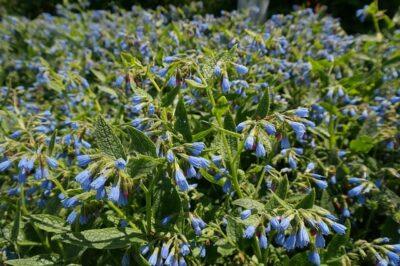 Comfrey: The Livestock Feeder, Soil Builder & Plant Disease Stopper