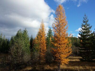 It’s The Quirky Medicinal Tree That Pharmaceutical Companies Use