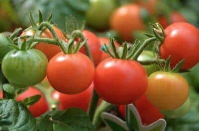 The Very Best Vegetables To Grow In A Raised Bed