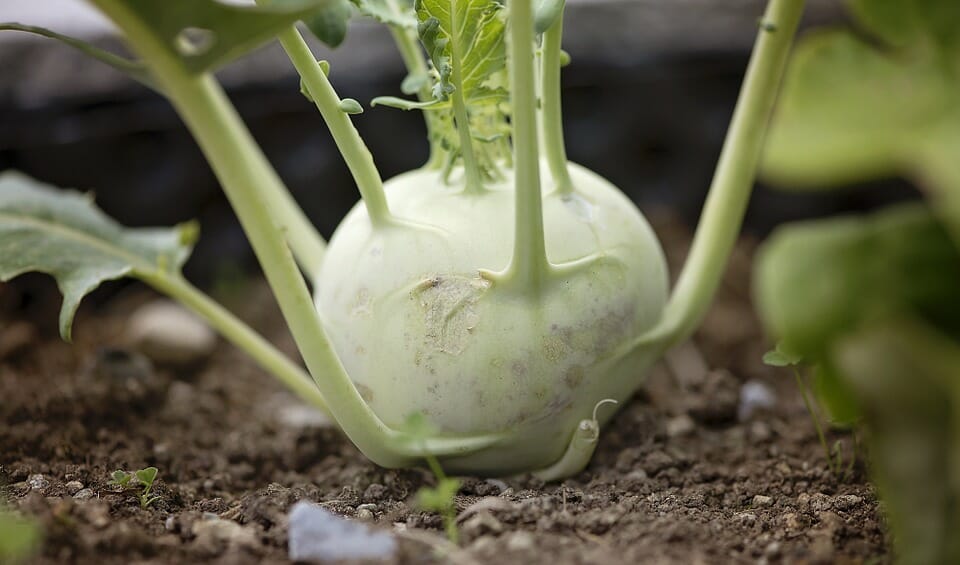 Branch Out! Here’s 5 Weird (But Delicious) Vegetables You Should Plant This Year