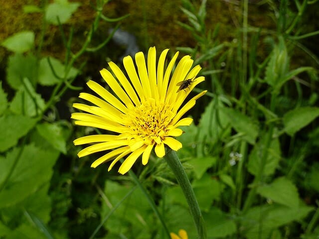 Arnica: The Secret Native American Pain Reliever