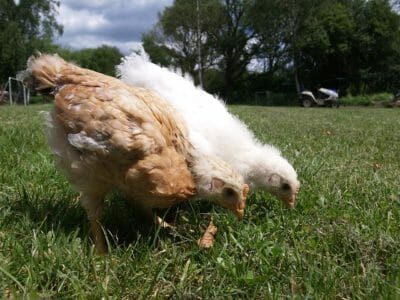 Chicken First-Aid: 8 Vital Items You Better Have On Hand