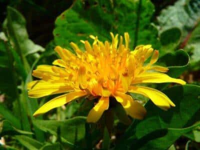 Dandelion & Violet Jelly: It’s Delicious. Here’s The Recipe.