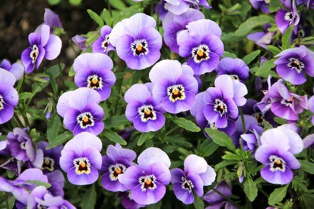 Dandelion & Violet Jelly: It’s Delicious. Here’s The Recipe.