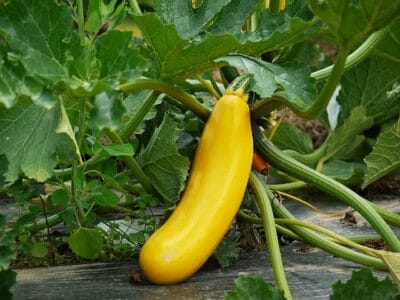 Summer Squash: The Gardening Staple You Can Grow In 40 Days