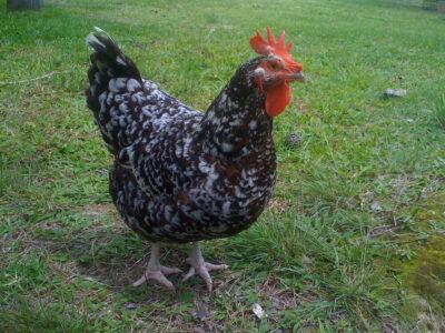 Broody Hens: The Key To A Sustainable Flock 