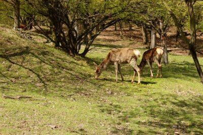 4 Natural Ways To Keep Deer Out Of Your Yard (No. 2 Is Yukky … But Works)