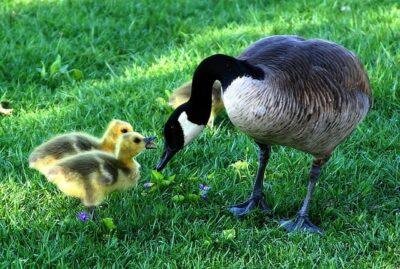 They're The Hardiest, Most Self-Sufficient Poultry You Can Own ...