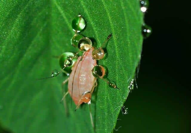 Help! Aphids Are Eating My Garden. (Here’s What To Do.)