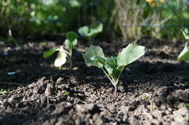 How To Trick Nature & Stretch Your Hardiness Zone