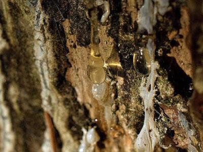 4 Crazy Off-Grid Uses For Pine Sap (Our Favorite: No. 2) 