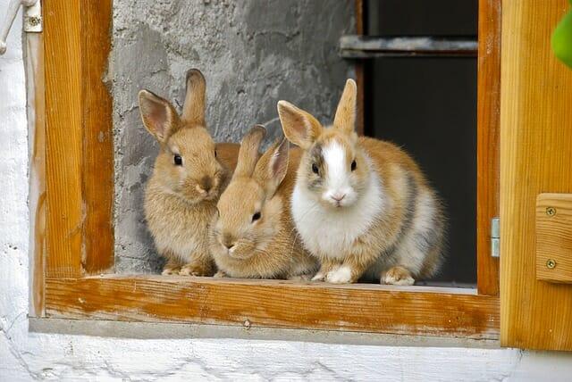 How To Successfully Breed Rabbits Every Single Time