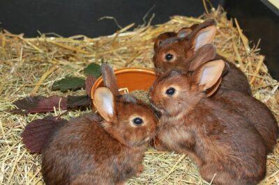 How To Successfully Breed Rabbits Every Single Time