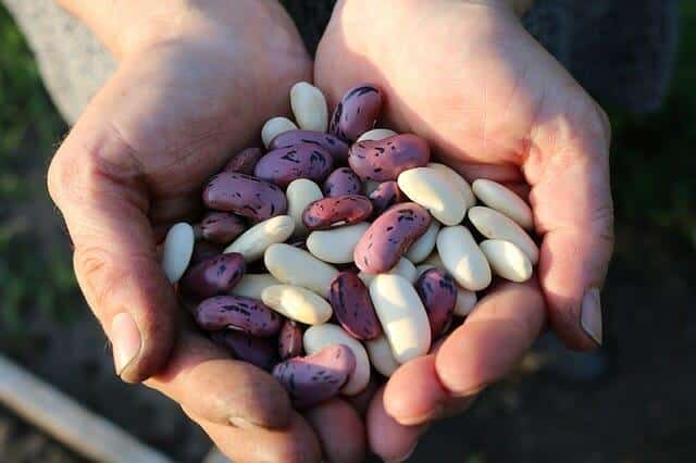 6 Secrets To Growing Better Bush Beans