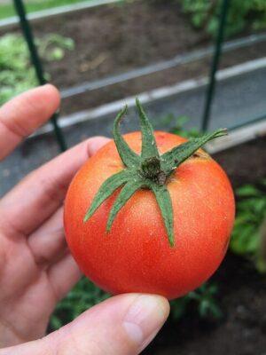 8 Tomato-Growing Mistakes Even Smart Gardeners Make