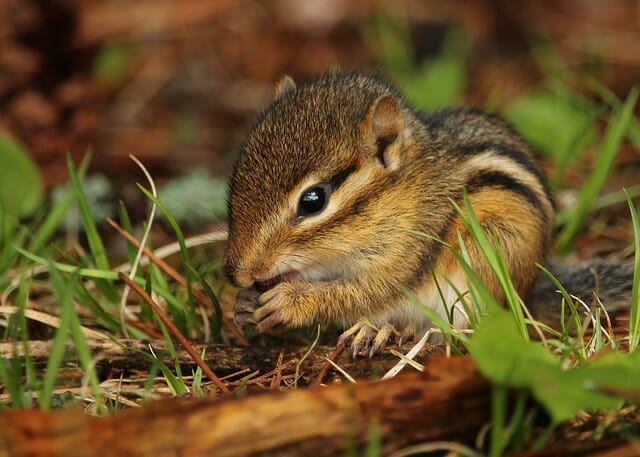 12 Clever Ways To Keep Rodents (Including Chipmunks) Out Of Your Garden