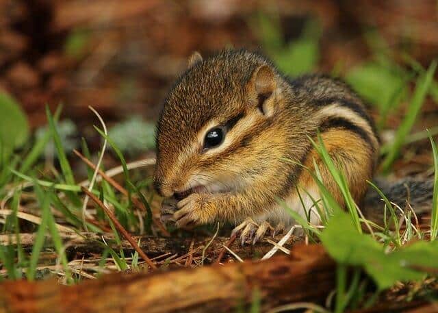 12 Clever Ways To Keep Rodents (Including Chipmunks) Out Of Your Garden