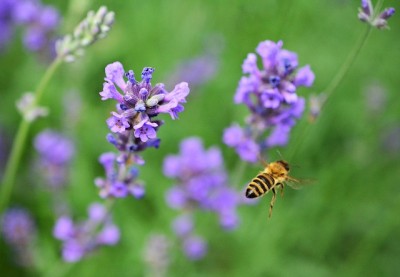 9 Surprising Uses For Backyard Lavender Plants (Got Bugs? Try No. 4)