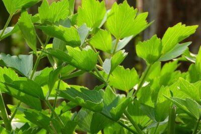 9 Edible Perennials You Can Plant Once & Enjoy Forever