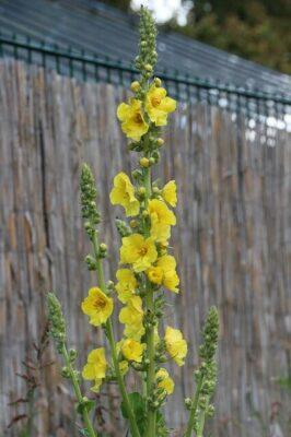 8 Healing Uses For Mullein (The Native American ‘Survival Weed’)