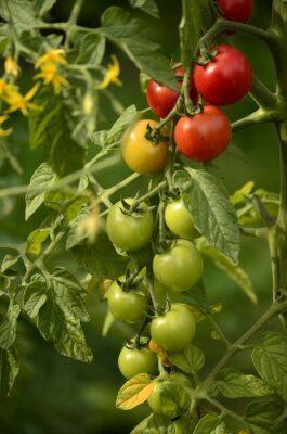 The 4 Fastest (And Best) Ways To Ripen Green Tomatoes