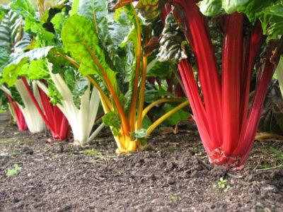 Ornamental Edibles: Beautify Your Landscape With What You Eat